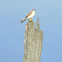 Nankeen kestrel