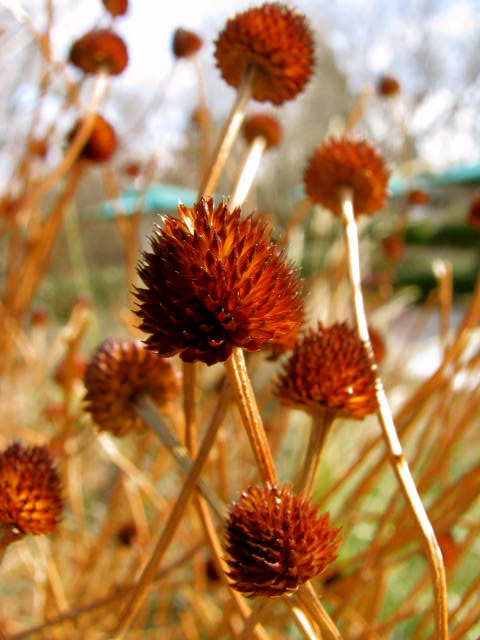Echinadea seed heads