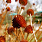 Echinadea seed heads