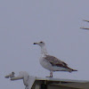 juvenile hering gull