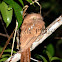 Sunda Frogmouth - Female