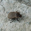 Asida darkling beetle