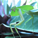 Leaf-mimic Mantis (Hood Mantis )