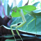 Leaf-mimic Mantis (Hood Mantis )