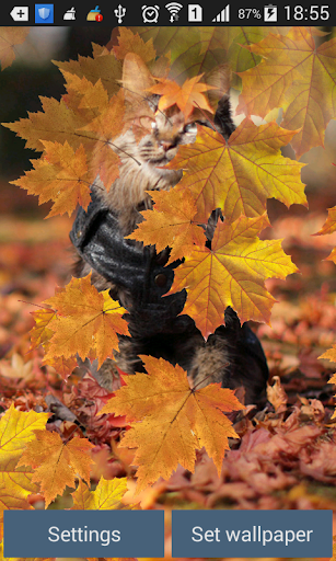 Cat in autumn leaves