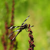 Twelve-spotted Skimmer- Dragonfly