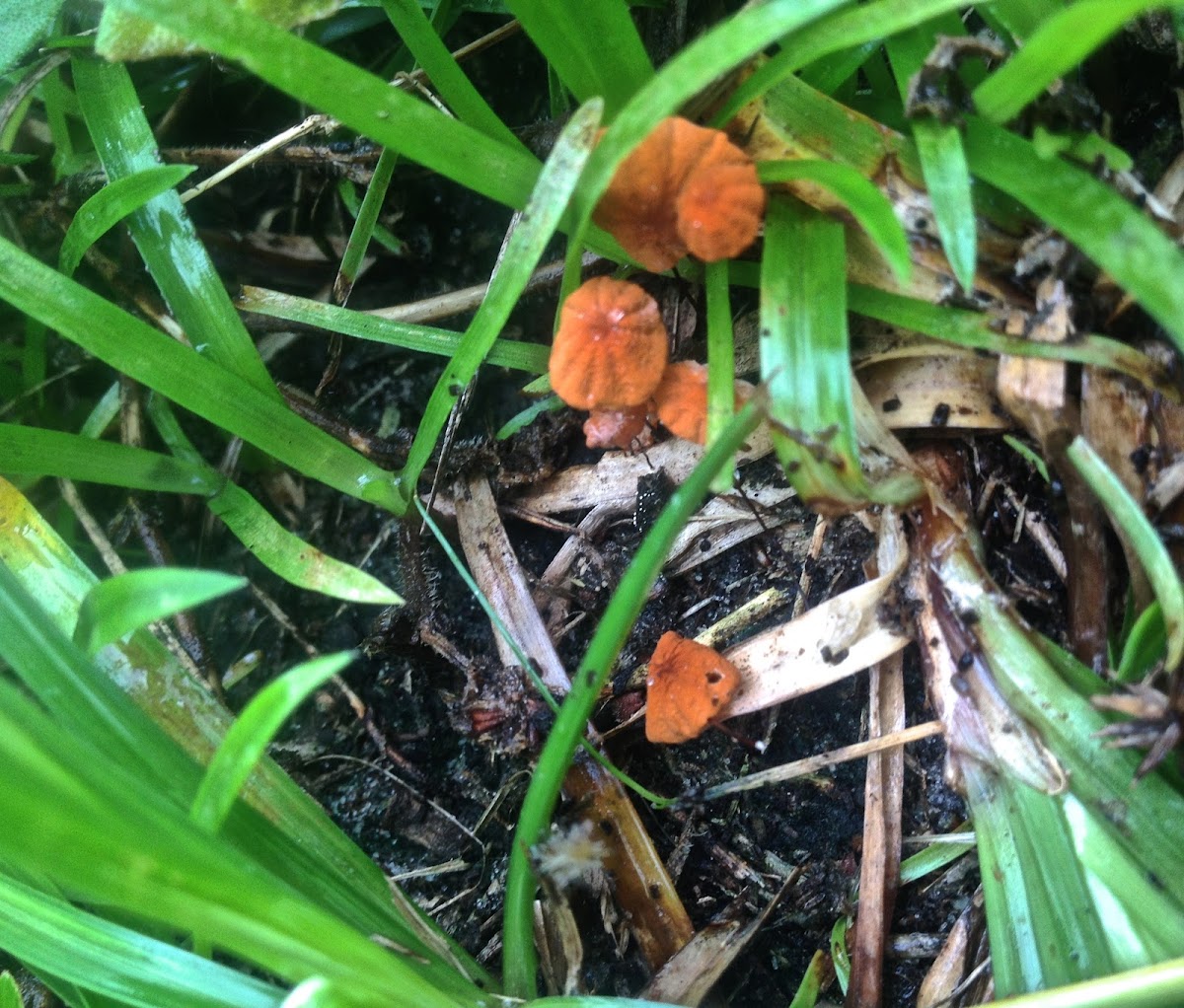 Pinwheel Mushroom