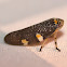 Tipuana Spittle Bug / Rain-tree Bug