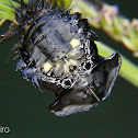 Tortoise beetle pupa