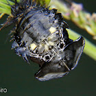 Tortoise beetle pupa