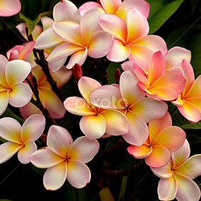 Pink Frangipani 67 by Mark Zouroudis - Flowers Tree Blossoms