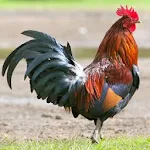 Cover Image of डाउनलोड Rooster sounds free 1.0 APK