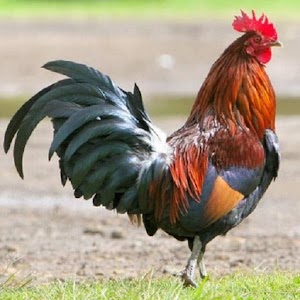 Rooster sounds free.apk 1.0