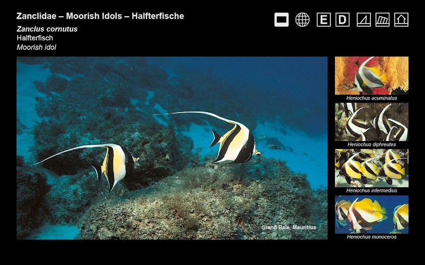 Ind. Ocean &amp; Red Sea FishGuide Screen 3