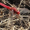 Ruddy Marsh Skimmer (male)