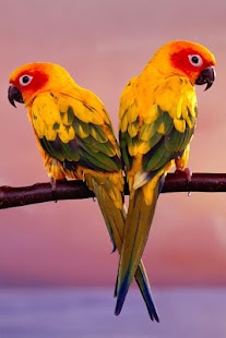 Birds Wallpaper Screenshots 18