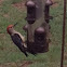 Redbellied woodpecker