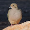 Mourning Dove