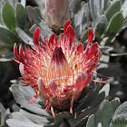 Silver Sugarbush (Protea)