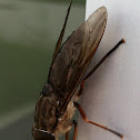 Pale Giant Horse Fly