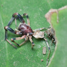 Jumping spider with prey