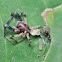 Jumping spider with prey