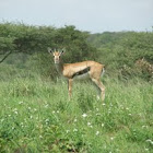 Thompson's gazelle