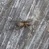 domestic house spider or barn funnel weaver