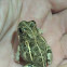 Tremolo Sand Frog