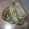 Yellow Rat Snake (Chicken Snake)