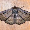 Northern Wattle moth