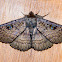 Northern Wattle moth