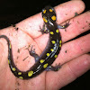 Spotted salamander