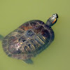 Red-eared slider