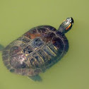 Red-eared slider