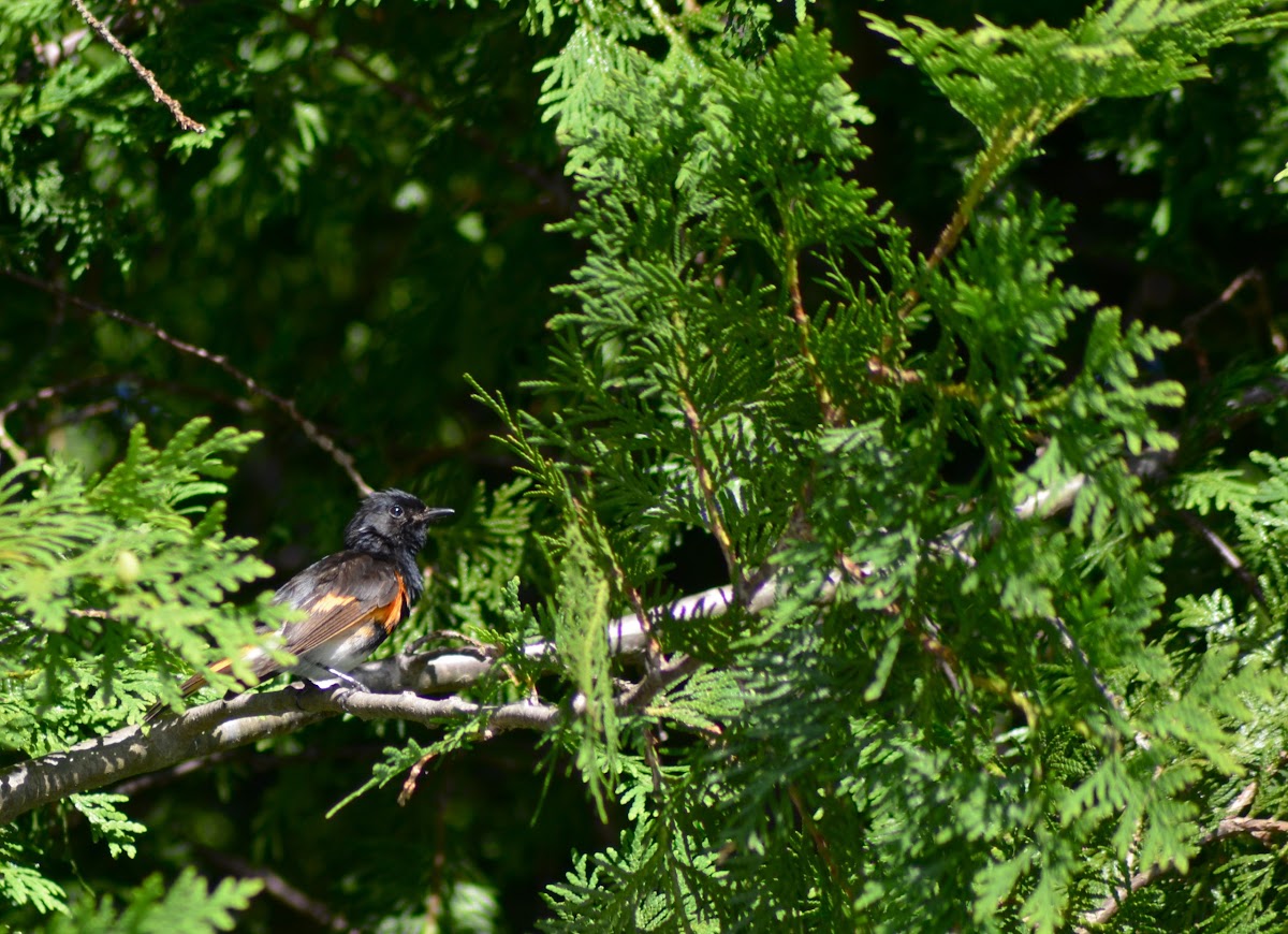 American Redstart