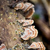 Turkey Tail mushroom