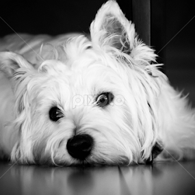 Molly keeping cool on cold floor by Simon Trott - Animals - Dogs Portraits