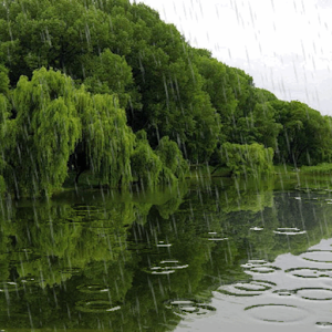 Rain Drops Live Wallpaper 1.1