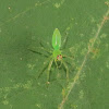 Green jumping Spider