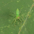 Green jumping Spider