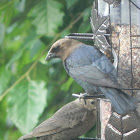 Brown-Headed Cowbird