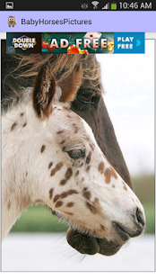 Baby Horses Pictures Screenshots 1