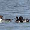 Northern Pintail Duck (male)