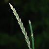 Annual Ryegrass; Horsetail, Snake Grass, Puzzlegrass