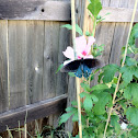 Pipevine Swallowtail