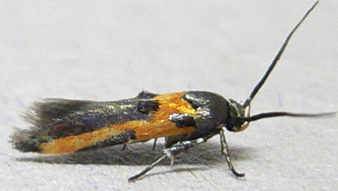 Kermes Scale Moth