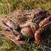 Common frogs