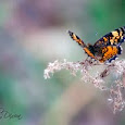 Butterflies & Moths of Texas