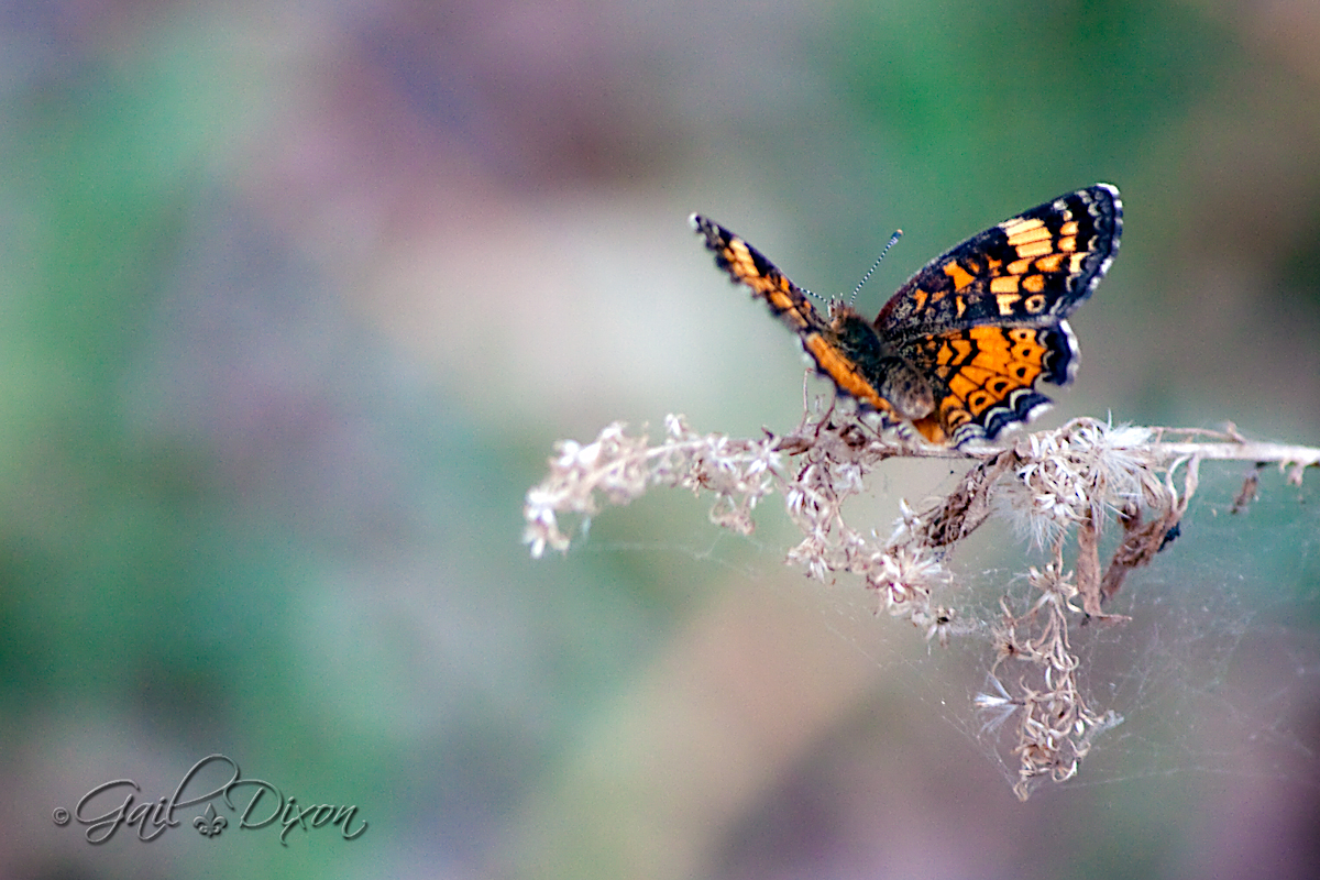 Pearl crescent butterfly